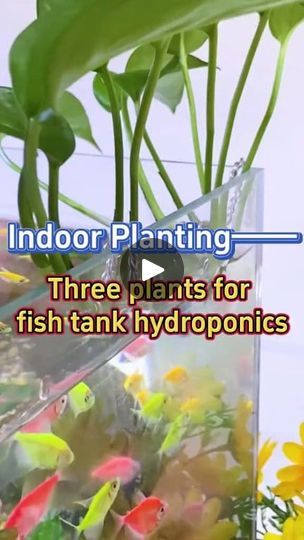 277K views · 4.4K reactions | 3 plants suitable for aquaponics #garden #gardening #plants #indoorplants #houseplants #planting #indoorgarden #homegarden #hydroponics #aquaponics #fishtank #fypシ | Garden and Planting Tips | Garden and Planting Tips · Original audio Hydroponic Fish Tank, Aquaponics Garden, Aquarium Garden, Planting Tips, Aquarium Ideas, Gardening Plants, Hydroponic Gardening, Flowers Plants, Aquariums