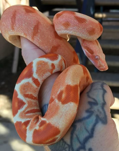 sunglow het leopard boa? Cool Looking Animals, Sunglow Boa, Rainbow Boa Snake, Ball Python Colors, Beaux Serpents, Blood Python, Danger Noodles, Cool Snakes, Colorful Snakes