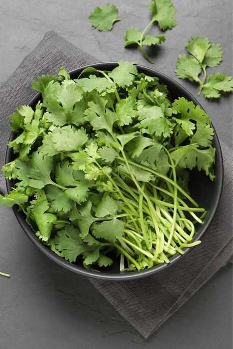 Cilantro Photography, Coriander Plant, Edible Herbs, Chipotle Recipe, Chipotle Recipes, Food Reference, Incredible Edibles, Spices And Herbs, Aesthetic Photography Nature