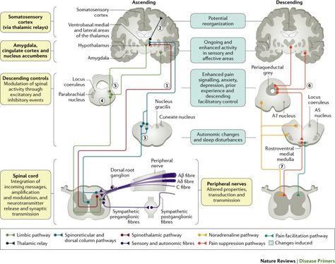 Somatosensory System, Nucleus Accumbens, Complex Regional Pain Syndrome, Global Population, Central Nervous System, Neurology, Nervous System, Biology, Authors