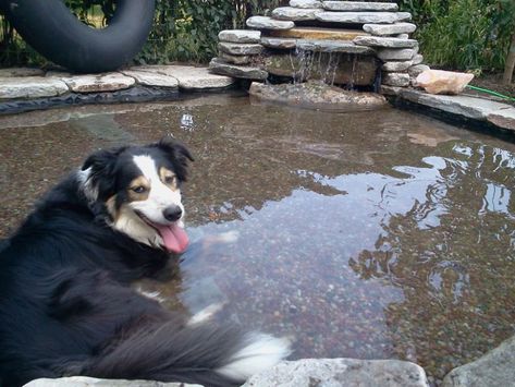 Dog Pool Diy, Backyard Dog Area, Dog Pond, Canine Enrichment, Dog Friendly Garden, Dog Fountain, Dog Friendly Backyard, Dog Backyard, Peace Garden