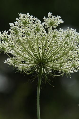 Queen Anne's Lace, Queen Annes Lace, Art Flowers, Fall 2023, Queen Anne, Flower Art, Dandelion, Queen, Lace