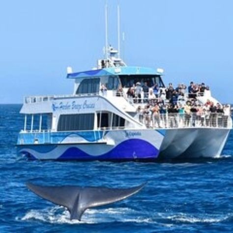 Guided Whale Watching Tour From Long Beach Keep your eyes peeled for majestic whales on this group whale watching excursion in Long Beach. Your captain takes you to the best spots to search for whales, while you sit and relax aboard your cruise boat. There's a restroom on the boat, so no need to worry. You can also purchase water, soda, and snacks, so bring some money with you. *keep an eye out for dolphins & sea lions too Approximately 2 hrs 30 mins From $35.00 Cruise Boat, Sea Lion, Whale Watching, Newport Beach, The Boat, Whales, Long Beach, State Art, Marine Life