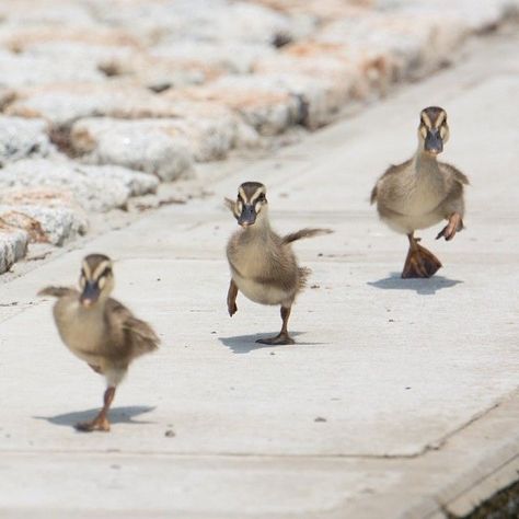 Cute Ducklings, Baby Ducks, Little Birds, Sweet Animals, Swans, 귀여운 동물, Birdy, Animals Friends, Beautiful Creatures