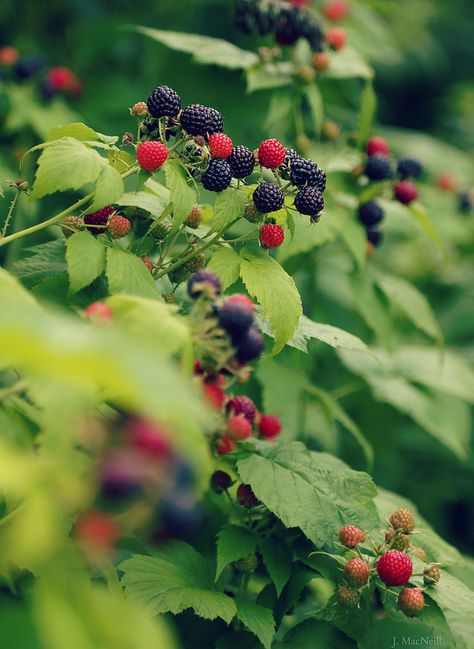 ❖ Raspberry Tattoo, Black Raspberries, Raspberry Bush, Edible Gardens, Tattoo Leg, All Pins, Berry Farm, My Boards, Berries Recipes