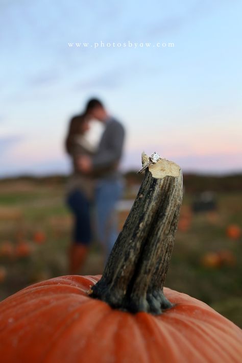 Engagement Pumpkin, Pumpkin Patch Engagement, Pumpkin Patch Photography, Amanda Wilson, Fall Couple Pictures, Pumpkin Patch Photoshoot, Fall Engagement Shoots, Fall Couple Photos, Fall Engagement Pictures