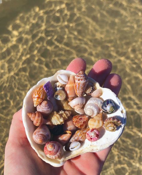 ༄ a bucket full of 𝘀𝗲𝗮𝘀𝗵𝗲𝗹𝗹 𝗷𝗼𝘆 🐚🌊🏖️ Shell Painting, Seashell Painting, Beachy Vibes, Painted Shells, Crystals Stones, Ocean Inspired, Shell Art, Ocean Inspiration, Sea Shell