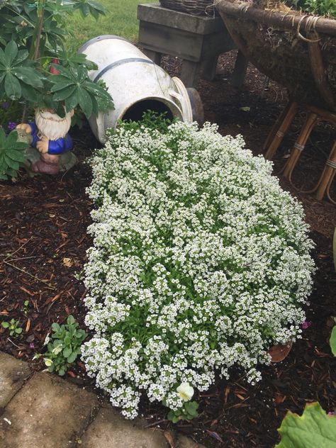 Spilled milk garden Spilled Pot Ideas, Gardening Flowers Ideas, Garden Flower Ideas, Flower Box Garden, Spilled Flower Pot Ideas, Spilled Flower Pot, Flower Bed Garden, Garden Flowers Ideas, Flower Bed Plants