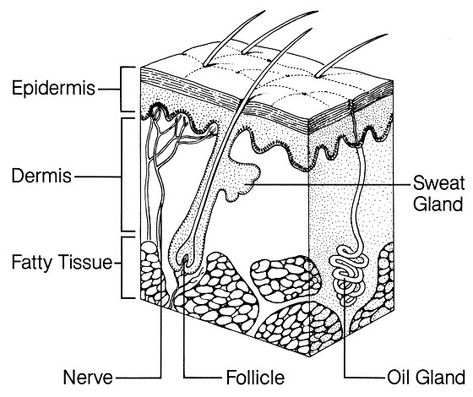 Biology Diagrams, Skin Anatomy, Integumentary System, Skin Facts, Subcutaneous Tissue, Tattoo Techniques, Skin Drawing, Skin Structure, Human Anatomy And Physiology