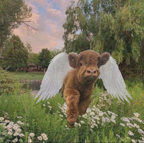 cottagecore fairycore cow angel angelic summer cute animal wallpaper pfp background Fairycore Pfp, Cottagecore Pictures, Cottagecore Animals, Cottagecore Wallpaper, Pet Cows, Sweet Cow, Wallpaper Pfp, Cow Wallpaper, Cow Drawing