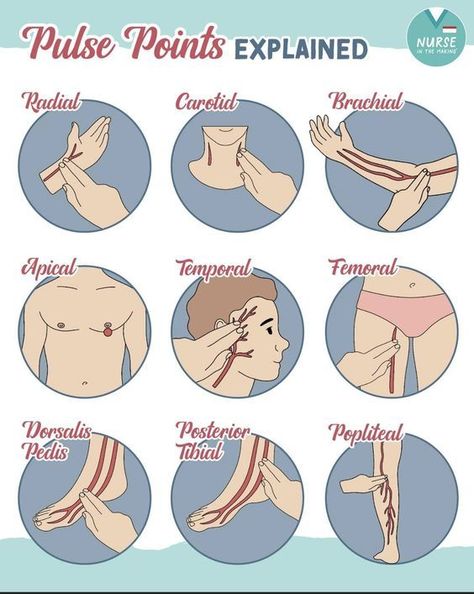 Pulse Points Explained #nursingstudent #nurse #resources - Image Credits: Laura Sotorres Medical Assistant Study Notes, Paramedic Notes, Emt School, Nursing School Studying Cheat Sheets, Nursing School Inspiration, Medical Assistant Student, Nursing School Essential, Medical School Life, Nursing School Motivation