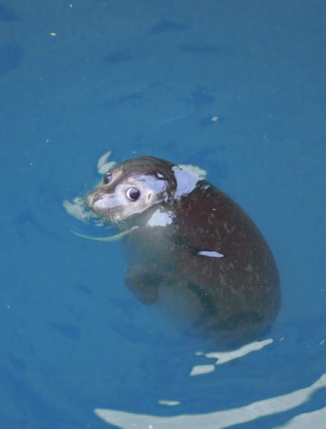 An Animal, Water, Blue