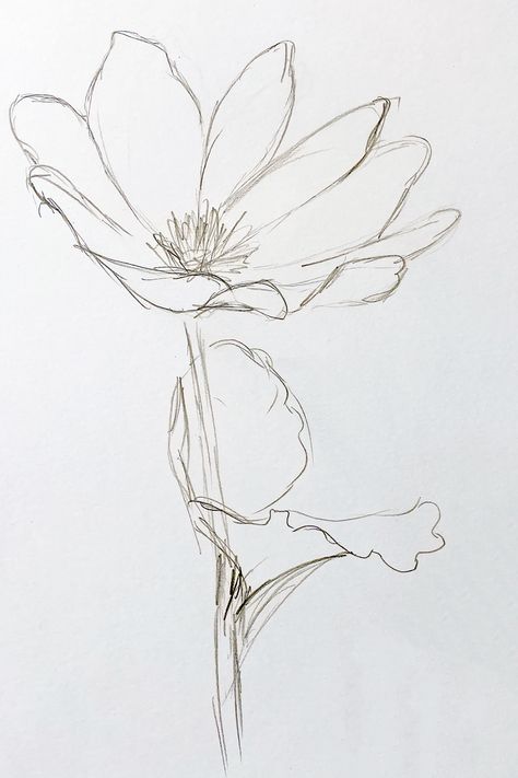 Flower Rough Sketch, Flower Petal Sketch, Sketches Flowers Pencil, Flower Sketching Ideas, Flower Study Sketch, Drawing Simple Flowers Sketch, Wild Flower Illustration Drawings, Pencil Flower Sketch, Upside Down Flower Drawing