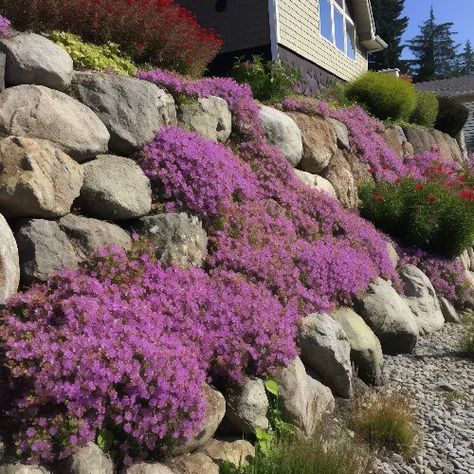 Best Plants For A Rock Garden - The Seeded Garden Flowers For Rock Garden, Perennial Rock Garden Ideas, Rock Cress Plant, Rockeries Garden Ideas, Rock Wall Landscape, Rock Wall Gardens, Rock Flower Beds, Wall Gardens, Flower Bed Plants