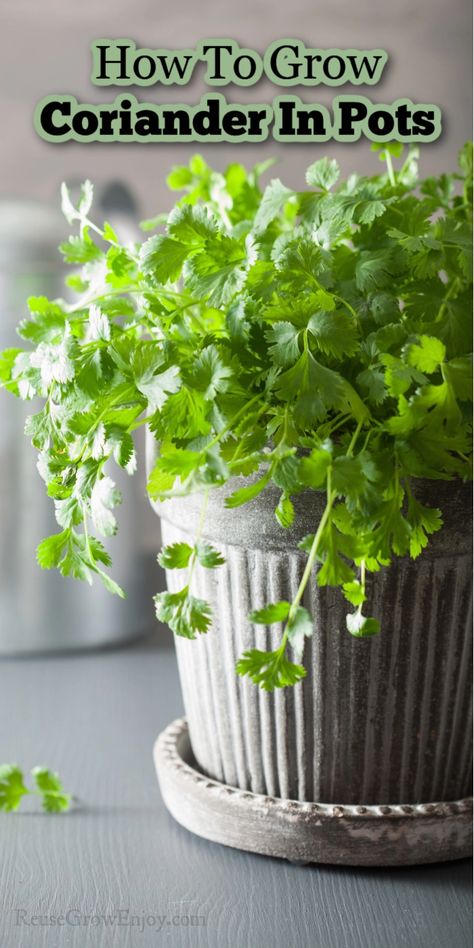 Cilantro Plants How To Grow, Coriander Plant At Home, Growing Cilantro In A Pot, Corriander Plant, Homesteading Knowledge, How To Grow Coriander, Gardening Notebook, Growing Salad, Growing Coriander