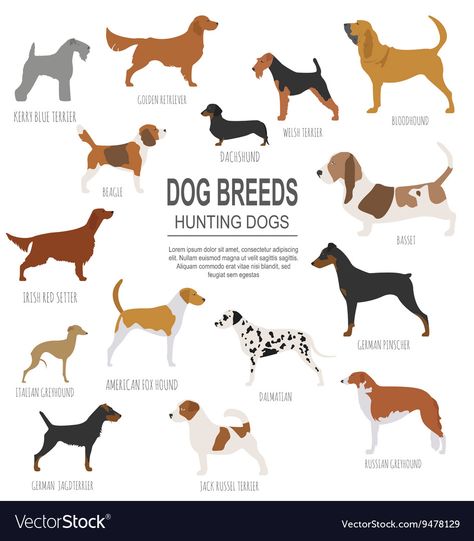 Italian Dog Breeds, Italian Dogs, Dog Infographic, Irish Red Setter, Hunting Dogs Breeds, German Pinscher, Kerry Blue Terrier, Hunting Dog, Dog Search