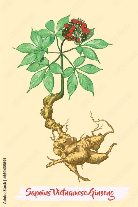 Saponins from Vietnamese ginseng, Panax vietnamensis. Stock Vector | Adobe Stock Panax Ginseng, Adobe Stock, Stock Vector, Hand Drawn, How To Draw Hands