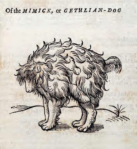 The Strange Case of the Mimick Dog it was known to have the ability to mimic anything it saw or heard, including complex human behaviors and speech, and such was this skill that the dogs were often said to be used in performances to wow audiences with spectacles of dance and various tricks, and there are various written accounts of this. I Medieval Beasts, Medieval Creatures, Jacques Callot, Ancient Manuscripts, Woodcut Tattoo, Medieval Drawings, Medieval Tattoo, Design Motifs, Medieval Manuscript