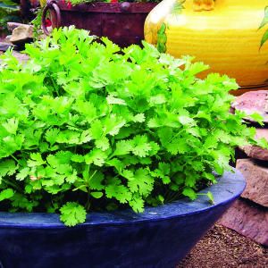 A better way to grow cilantro - try this method for a fast, continuous crop. Grow Cilantro, Compost Container, Growing Cilantro, Growing Herbs, Veggie Garden, Growing Food, Edible Garden, Lawn And Garden, Korn