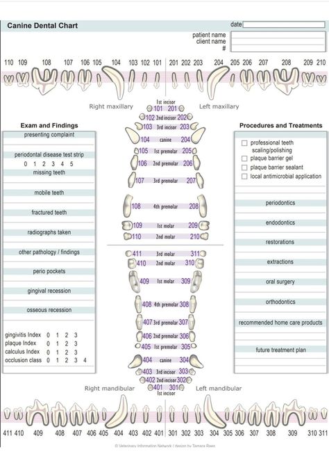 Veterinary Terminology, Vet Tech Cheat Sheet, Vet Anatomy, Vet Med, Periodontal Disease, Veterinary Medicine, Vet Tech, Biology, Anatomy