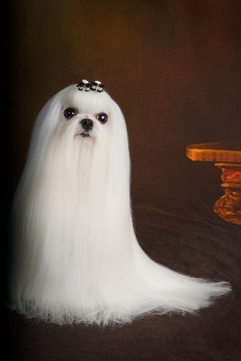 Ghost Dog dog halloween ghost halloween pictures halloween images halloween ideas ghost dog Dog Movies, Scary Dogs, Ghost Dog, 강아지 그림, Maltese Puppy, Maltese Dogs, Fluffy Dogs, White Dog, Baby Dogs