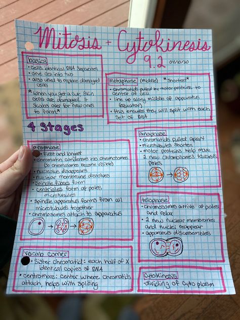 biology 9.2, high school, education, science, note taking, freshman, sophomore, junior, bio, biology, senior, school, middle school, study, cellular reproduction, mitosis, cytokinesis, interphase, prophase, metaphase, anaphase, telophase Prophase Metaphase Anaphase Telophase, Note Taking Biology, Biology Notes Aesthetic Reproduction, Aesthetic School Notes Ideas Science, Meiosis Notes Aesthetic, Biology Notes Mitosis, Biology Lessons High School, Cytokinesis Mitosis, Bio Notes Ideas