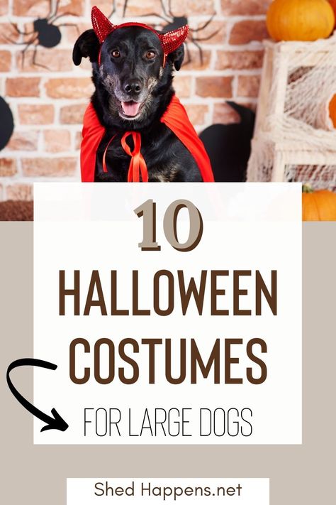 Big Dog Halloween Costumes, Big Dog Costumes, Dog Costumes Halloween Large, Dog Costume Ideas, Adorable Halloween Costumes, Large Dog Costumes, Best Dog Halloween Costumes, Shoes For Dogs, Dog Onesies