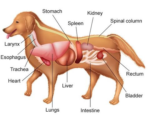 A Visual Guide to Understanding Dog Anatomy With Labeled Diagrams Vet Tech School, Vet Medicine, Dog Anatomy, Vet School, Dog Teeth Cleaning, Animal Science, Dog Facts, Dog Projects, Veterinary Medicine