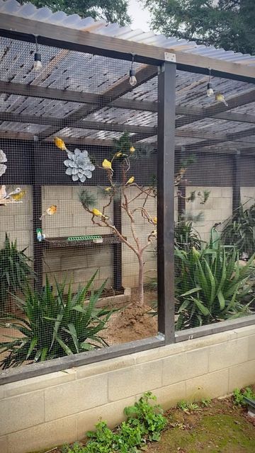 Birds Aviary Ideas, Outside Bird Aviary Ideas, Aviary Ideas Indoor, Outdoor Aviary Ideas, Chicken Aviary, Bird Aviary Ideas Outdoor, Aviary Ideas Outdoor, Finch Aviary, Outdoor Aviary