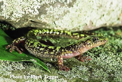 Green Salamander Green Salamander, Big Iguana, Pet Reptiles, Tiger Salamander, Alligator Snapping Turtle, Slider Turtle, Black Soil, Dragon Black, North American Wildlife