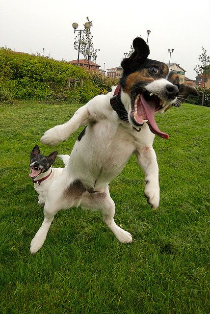 Yeeeaaaaagh! Jack Russell Madness. Jumping Jacks. aka Crazy Jacks. Flying Dog, Jack Russell Dogs, Jack Russel, Funny Dog Pictures, Jack Russell Terrier, Happy Animals, Dog Photography, Jack Russell, Animals Friends