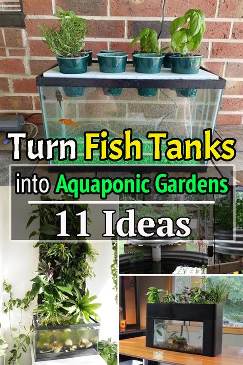 Here are some great Aquaponics Fish Tank DIY ideas that you can use to make yourself grow fresh organic herbs and plants! Aquaponics Fish Tank, Hydroponic Fish Tank, Fish Tank Diy, Fish Tank Aquaponics, Hydroponic Gardening Diy, Indoor Hydroponic Gardening, Aquaponics Aquarium, Indoor Aquaponics, Aquaponics Greenhouse