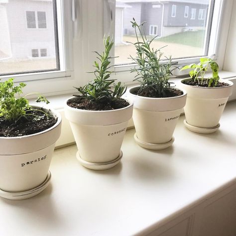 Kitchen Herb Planter Ideas, Indoor Herb Garden Planter, Spice Garden Indoor, Kitchen Window Plants Ideas Indoor Herbs, Window Ledge Herb Garden, Potted Herbs In Kitchen, Mini Herb Garden Indoor, Herb Pots Indoor Window Sill, Window Sill Herb Garden Indoor