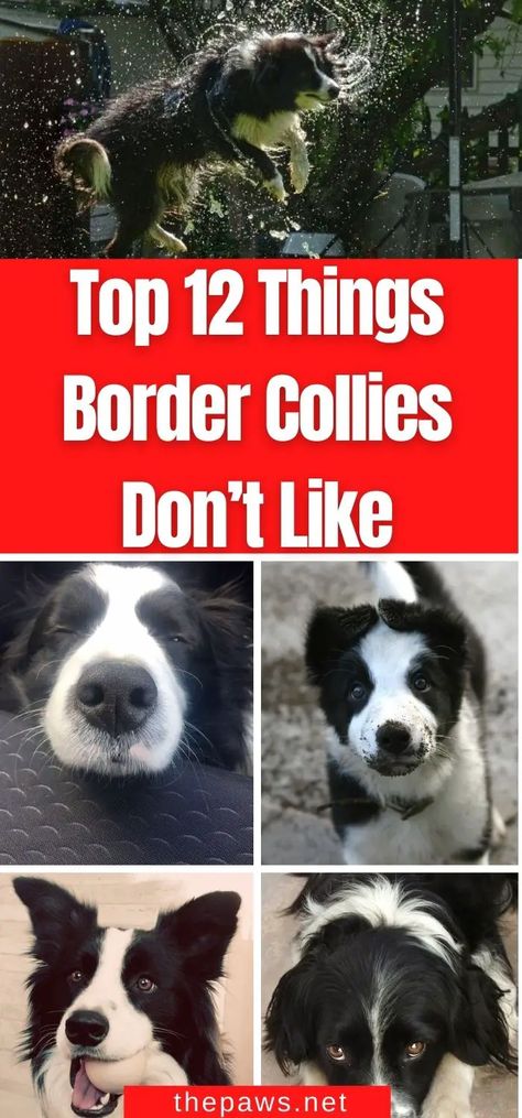 In this article, we'll talk about 12 top things your Border Collie hates the most that you need to take seriously. Short Haired Border Collie, Border Collie Names, Red Border Collie, Border Collie Art, Border Collie Puppies, Border Collie Dog, Border Collies, New Puppy, Bird Watching