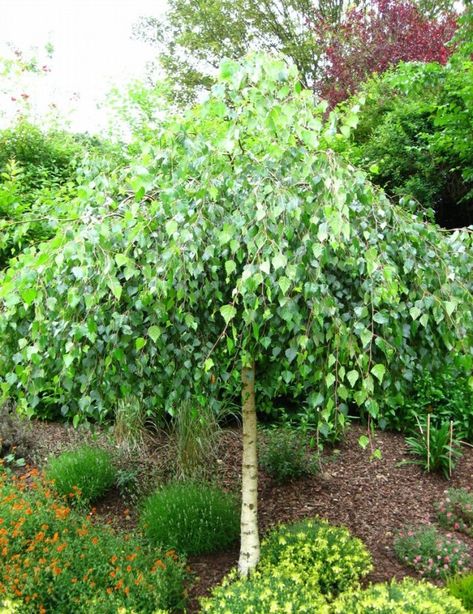 Weeping Silver Birch Birch Trees Garden, Weeping Birch, Birch Trees Landscaping, Weeping Trees, Trees For Front Yard, Betula Pendula, Specimen Trees, Front Landscaping, Garden Shrubs