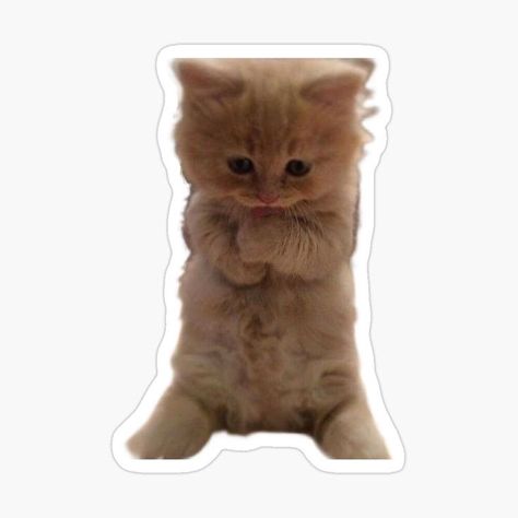 Brown Stickers, Messenger Stickers, Cat And Dog Memes, Cats Stickers, Kitten Stickers, Cat Biting, Preppy Stickers, Homemade Stickers, Cocoppa Wallpaper