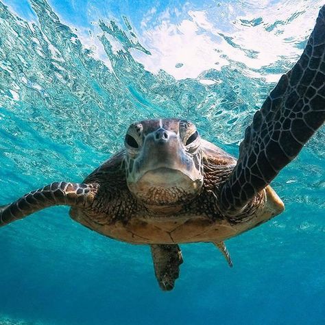 HAPPY Thursday  Enjoy the beach! #beachswimshop #beachlove Swimming Nature, Sea Turtle Pictures, World Turtle Day, Ocean Swimming, Turtle Wallpaper, Adventure Island, Landscape Ocean, Baby Sea Turtles, Beautiful Sea Creatures