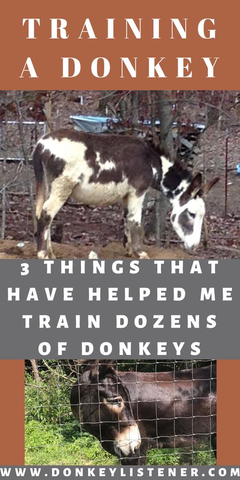 Miniature Donkey Care, Donkey Care Tips, Donkey Stable Ideas, Donkey Toys Diy, Miniature Donkey Shelter, Mini Donkey Care, Raising Donkeys, Donkey Shelter, Donkey Training