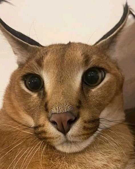 big floppa cat that originated from a video in which he is pet while staring at his owner. Click on the link Funny t-shirt on amazon Big Floppa, Caracal Cat, Fotografi Digital, Cat Fashion, Cat Photography, Cat Aesthetic, Cat Accessories, Silly Cats, Cute Creatures