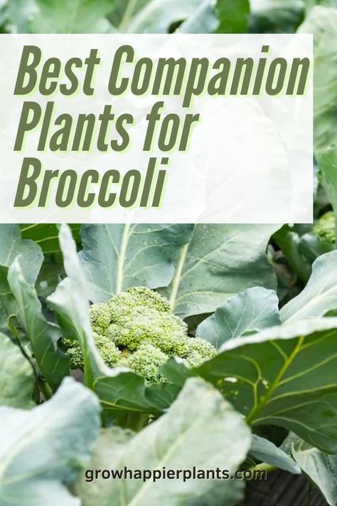 Cucumber Companion Plants, Most Nutritious Vegetables, Broccoli Leaves, Best Companion Plants, Broccoli Plant, Growing Broccoli, Rhubarb Plants, Companion Gardening, Easy Vegetables To Grow