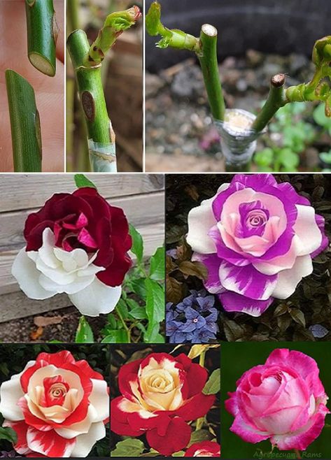 How to Graft a Rose Bush of... - Plants and gardening Grafting Roses, Growing Roses From Seeds, Rose Flower Colors, Rooting Roses, Grafting Plants, Rose Cuttings, Rose Bushes, Rose Care, Growing Gardens