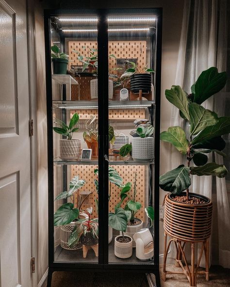 Glass Cabinet For Plants, Milsbo Greenhouse Cabinet, Milsbo Wide Greenhouse, Glass Plant Cabinet, Glass Cabinet Greenhouse, Milsbo Ikea, Cabinet Terrarium, Milsbo Greenhouse, Plant Conservatory