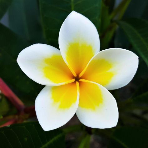 Plumeria Plant, White Plumeria, Plants For Sale, Potted Plants, Yellow White, Trees, Yellow, For Sale, Plants