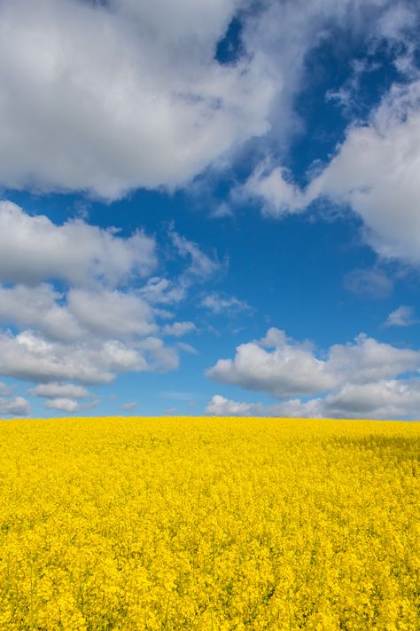 Yellow field | Susanne Nilsson | Flickr Home And Lock Screen, Yellow Field, 3d Photography, Yellow Fields, Field Wallpaper, Best Nature Wallpapers, Wallpaper For Mobile, Best Nature, Nature Wallpapers