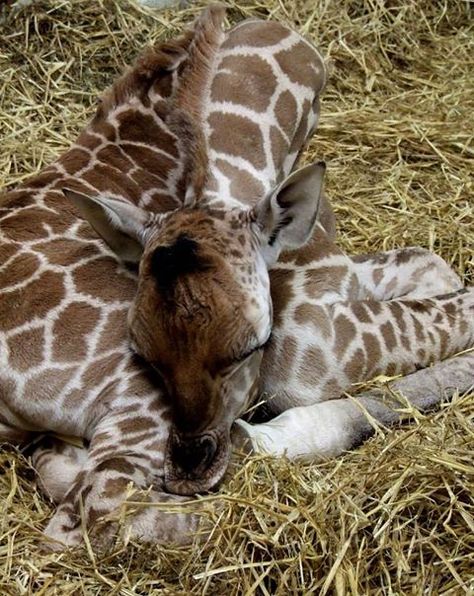 Paignton Zoo Welcomes Worlds Tallest Baby   The tallest baby in the world has just been born at Paignton Zoo in Devon: a Rothschilds Giraffe calf, standing at nearly six feet tall. The as yet unnamed and unsexed calf was born to mother Janica and father Yoda on the morning August 20. Says Zoo Curator of Mammals Neil Bemment, “The first thing that happens to a baby giraffe when it is born is a six foot drop onto the ground – it’s a hard way to start!”  Head over to Zooborns to see more photos of Giraffe Sleeping, Zoo Giraffe, Giraffe Photos, Giraffe Pictures, Baby Giraffe, African Animals, Giraffes, Cute Creatures, Animal Photo