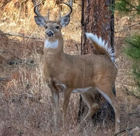 Deer Reference, Deer Images, Whitetail Deer Pictures, Male Deer, Deer Photography, Big Deer, Deer Drawing, Porcelain Heart, Deer Photos