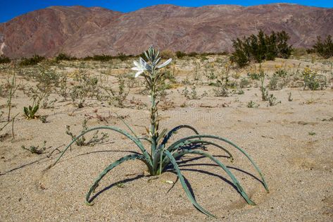 Desert Lily. Single Desert Lily Plant Growing in Desert Environment With Baren M #Sponsored , #Ad, #ad, #Lily, #Environment, #Baren, #Single Desert Lily, Lily Plant, Mountain Background, Desert Environment, Lily Plants, Plant Growing, Vintage Graphic Design, Acrylic Painting, Stock Images