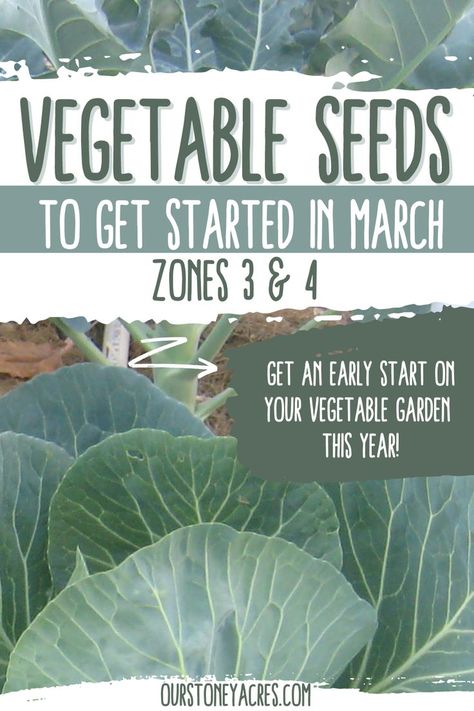 Even though you live in zones 3 & 4 there are some seeds to start in March indoors. Learn which seeds to start indoors this month so you can get a head start on your garden this spring. Find more ideas about seed starting, vegetable gardening, planting vegetables and more. Seeds To Start In March, What To Plant In March, Seeds To Start Indoors, Planting Seeds Indoors, Raised Garden Beds Diy Vegetables, Seed Starters, Gardening Planting, Vegetable Garden Tips, Vegetable Garden For Beginners