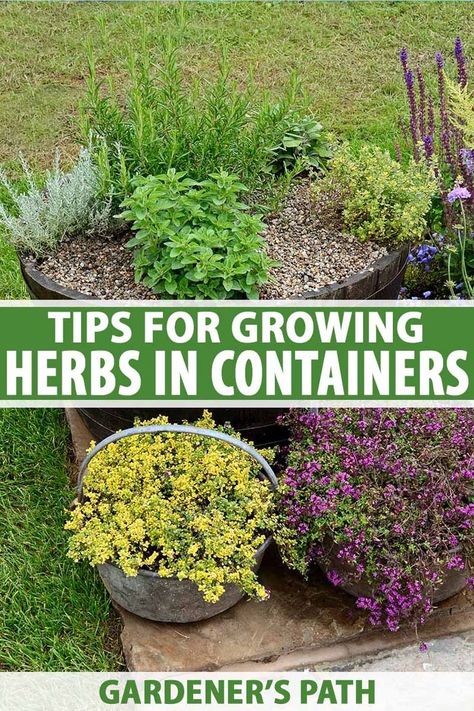 Herb Business, Growing Herbs Outdoors, Herb Planting, Herbs In Containers, Growing Herbs In Pots, Backyard Hacks, Windowsill Herb Garden, Patio Herb Garden, Herb Growing