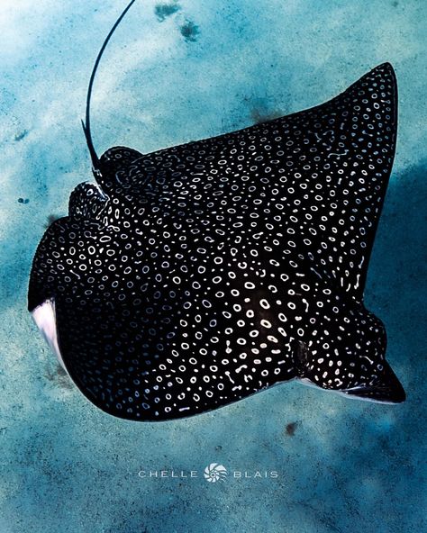 Eagle Ray Eagle Ray Photography, Pressure Oc, Tattoo Sternum, Coral Reef Art, Fish Photos, Spotted Eagle Ray, Ocean Beauty, Natural Form Art, Eagle Ray